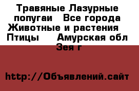 Травяные Лазурные попугаи - Все города Животные и растения » Птицы   . Амурская обл.,Зея г.